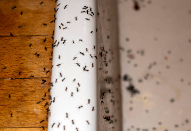 Best Commercial Pest Control Services  in Union City, CA
